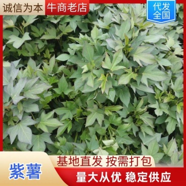 湖北襄阳紫薯苗成活率高产量高易管理一手价格脱毒抗病害包售后