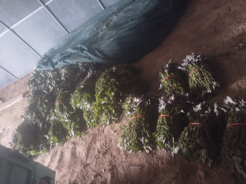 精品冰糖心哈密阔繁苗红薯苗基地直发品质保证欢迎联系