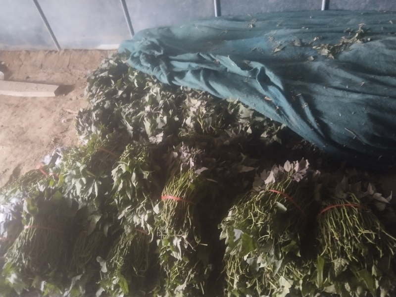 精品冰糖心哈密阔繁苗红薯苗基地直发品质保证欢迎联系