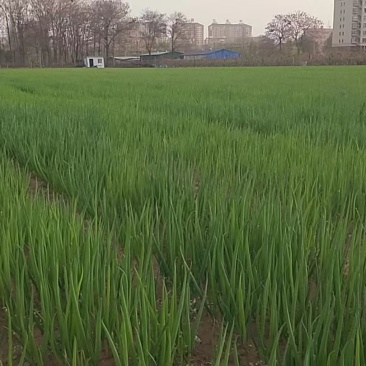 开封市万亩大葱苗育苗基地，铁杆钢葱和长白品种都有，出货快