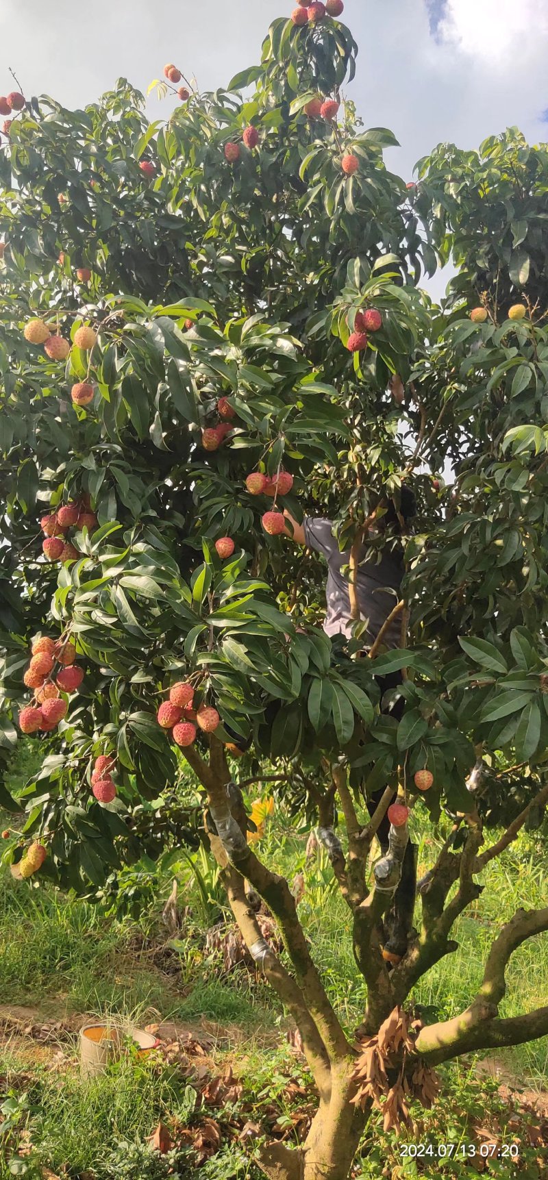 精品仙进奉荔枝产地直发一手货源量大从优全国可发