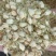 茉莉花无美颜，无滤镜，实物拍摄，放心下单
