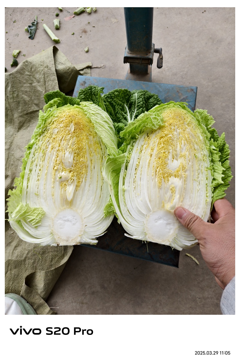 白菜金黄芯，质保量大，口感好，欢迎各地客户选购