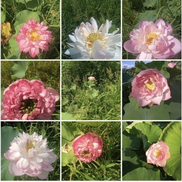 【观赏莲荷花重瓣花卉，随机发货，成活率高，不结莲蓬】