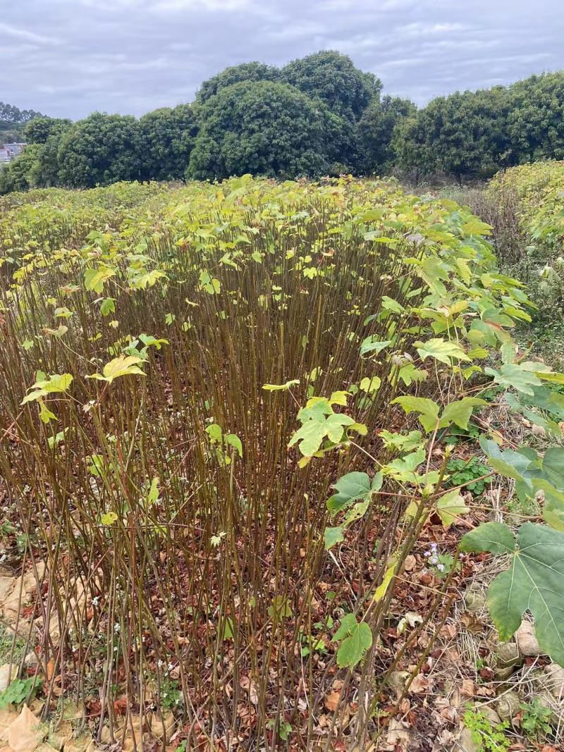 千年桐油桐绿化苗木油桐桐油千年桐园林绿化苗