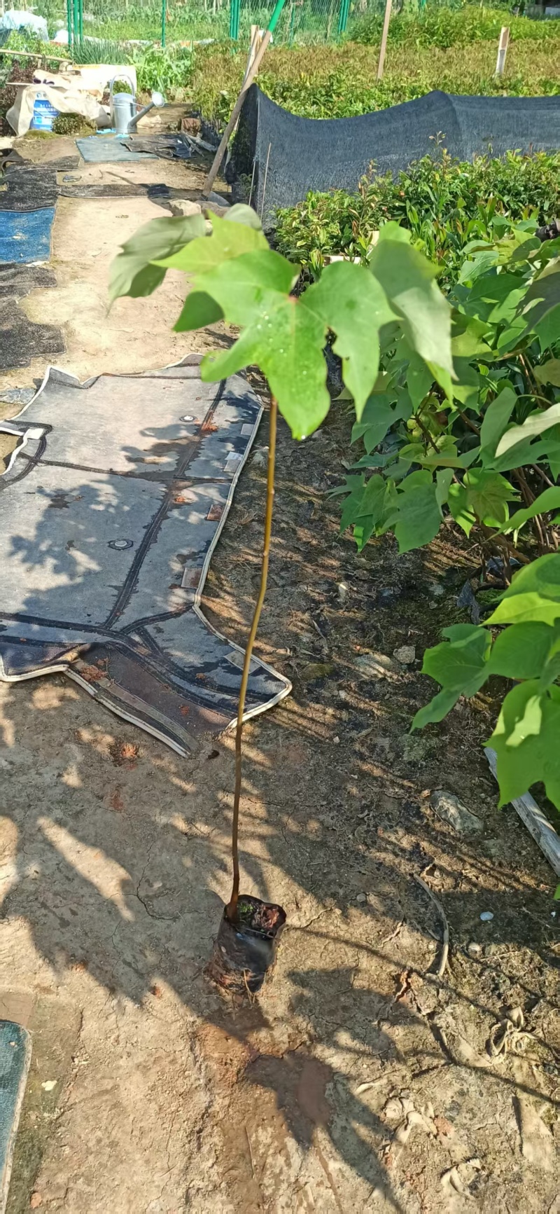 千年桐油桐绿化苗木油桐桐油千年桐园林绿化苗