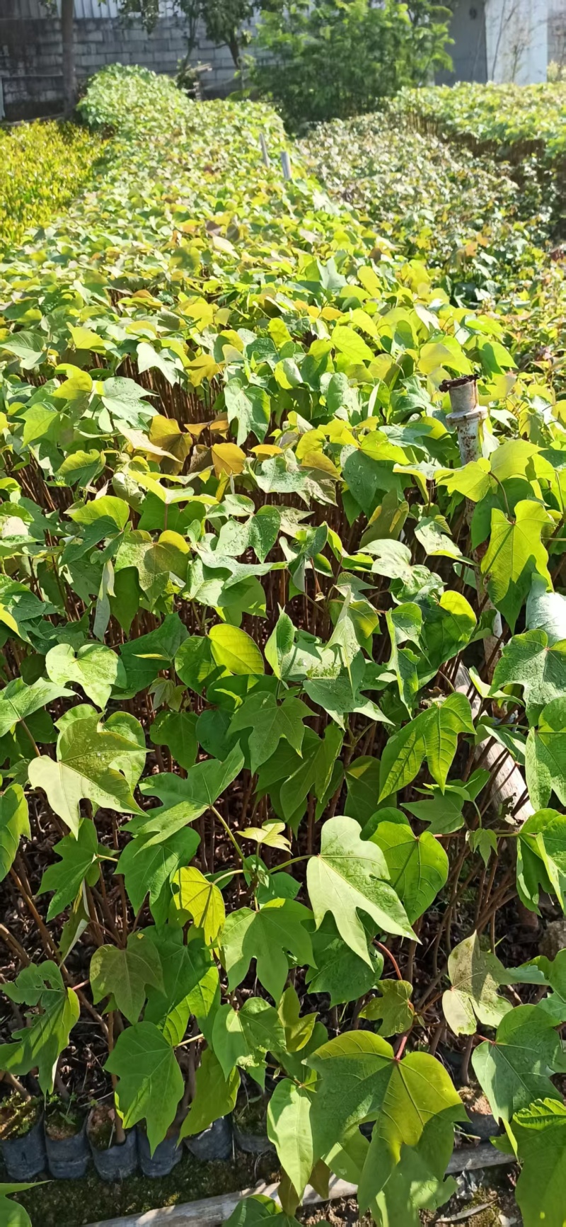 千年桐油桐绿化苗木油桐桐油千年桐园林绿化苗