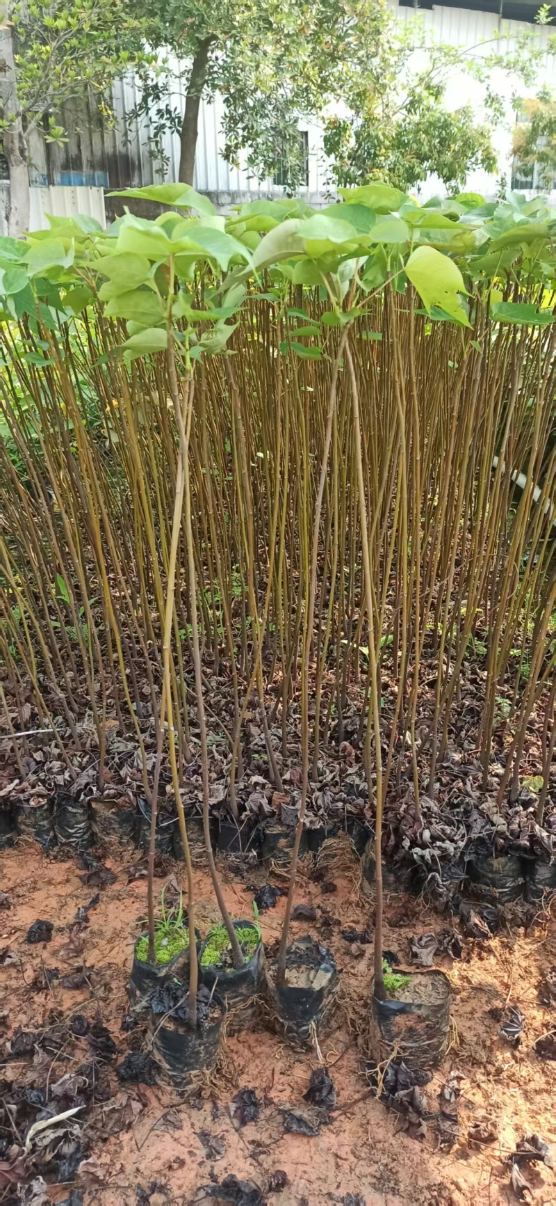 千年桐油桐绿化苗木油桐桐油千年桐园林绿化苗