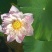 【观赏莲荷花重瓣花卉，随机发货，成活率高，不结莲蓬】
