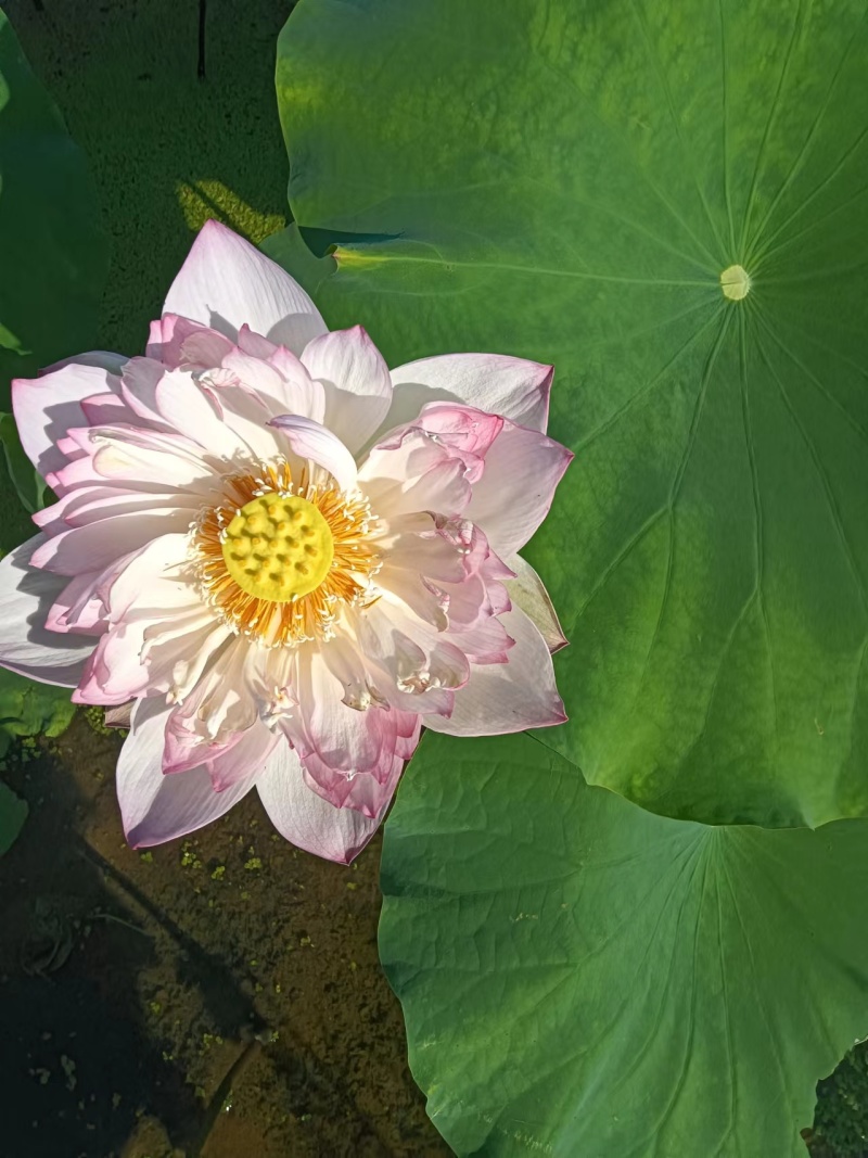 【观赏莲荷花重瓣花卉，随机发货，成活率高，不结莲蓬】