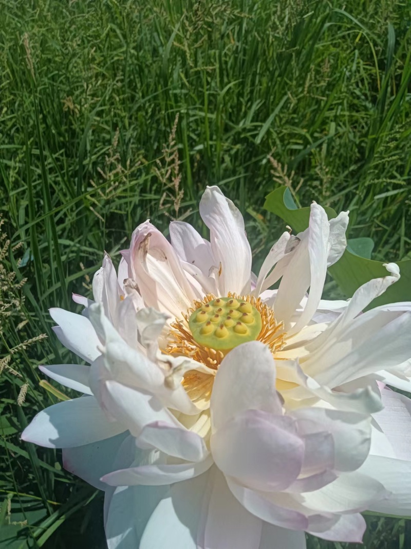 【观赏莲荷花重瓣花卉，随机发货，成活率高，不结莲蓬】