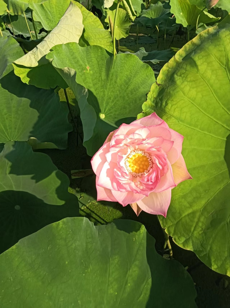 【观赏莲荷花重瓣花卉，随机发货，成活率高，不结莲蓬】