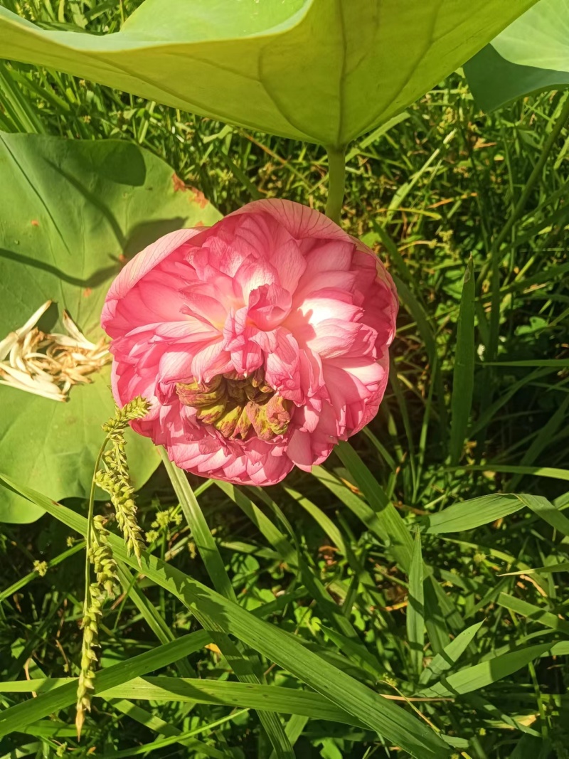 【观赏莲荷花重瓣花卉，随机发货，成活率高，不结莲蓬】
