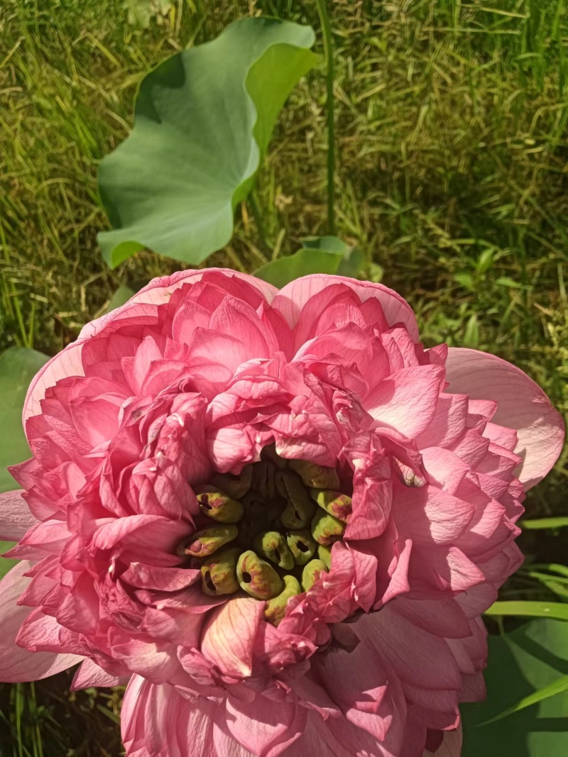 【观赏莲荷花重瓣花卉，随机发货，成活率高，不结莲蓬】