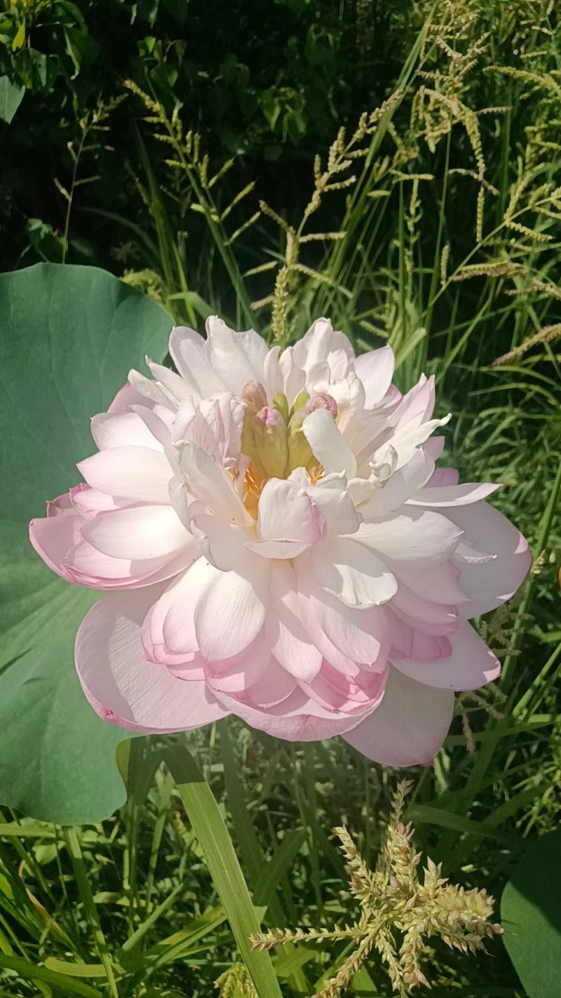 【观赏莲荷花重瓣花卉，随机发货，成活率高，不结莲蓬】