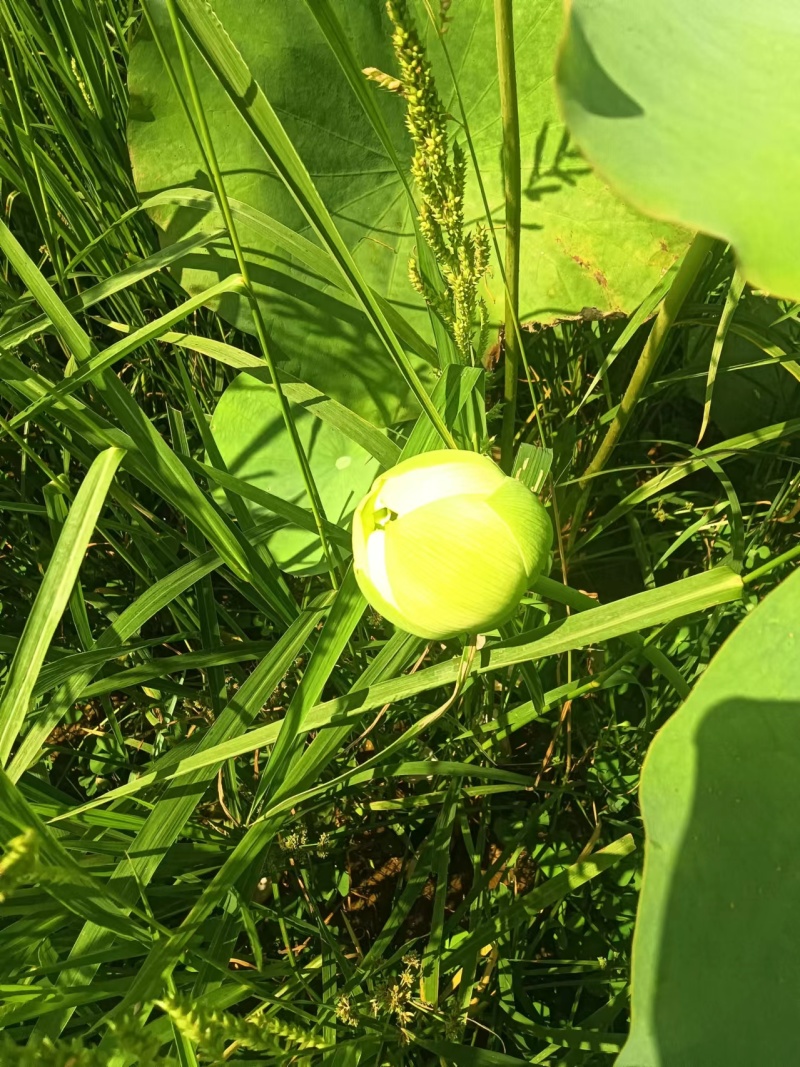 【观赏莲荷花重瓣花卉，随机发货，成活率高，不结莲蓬】