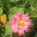 【观赏莲荷花重瓣花卉，随机发货，成活率高，不结莲蓬】