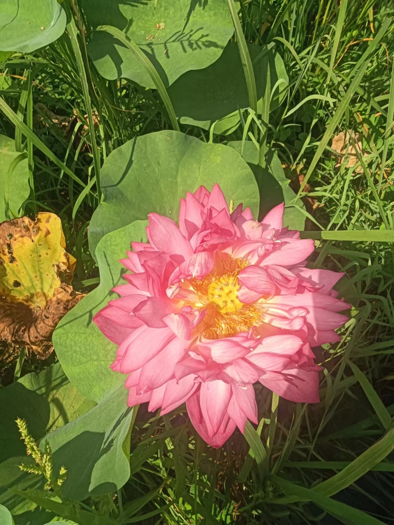 【观赏莲荷花重瓣花卉，随机发货，成活率高，不结莲蓬】