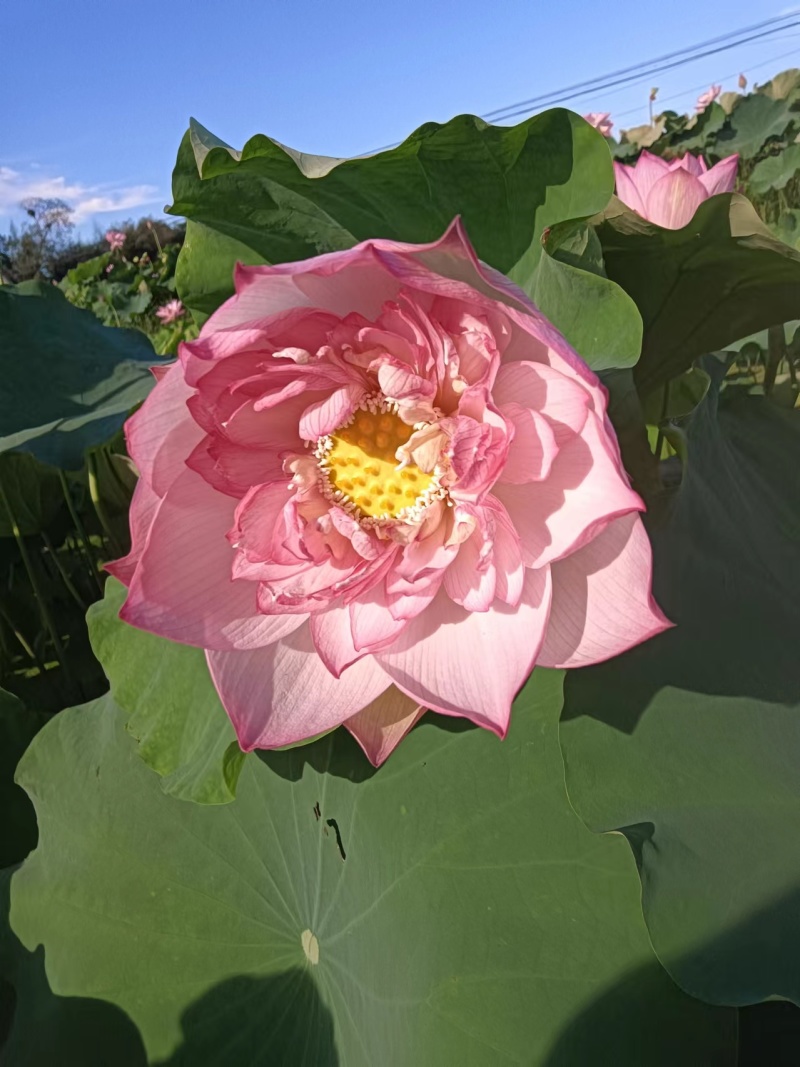 【观赏莲荷花重瓣花卉，随机发货，成活率高，不结莲蓬】
