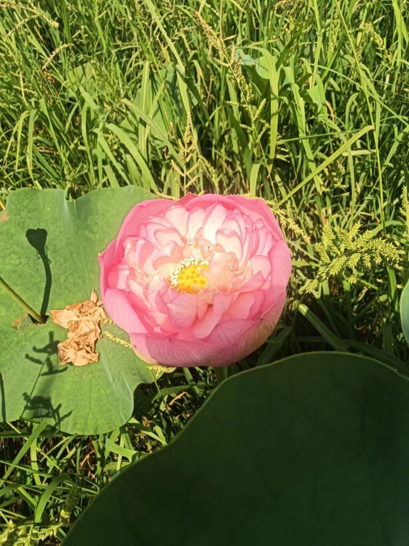 【观赏莲荷花重瓣花卉，随机发货，成活率高，不结莲蓬】