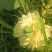 【观赏莲荷花重瓣花卉，随机发货，成活率高，不结莲蓬】