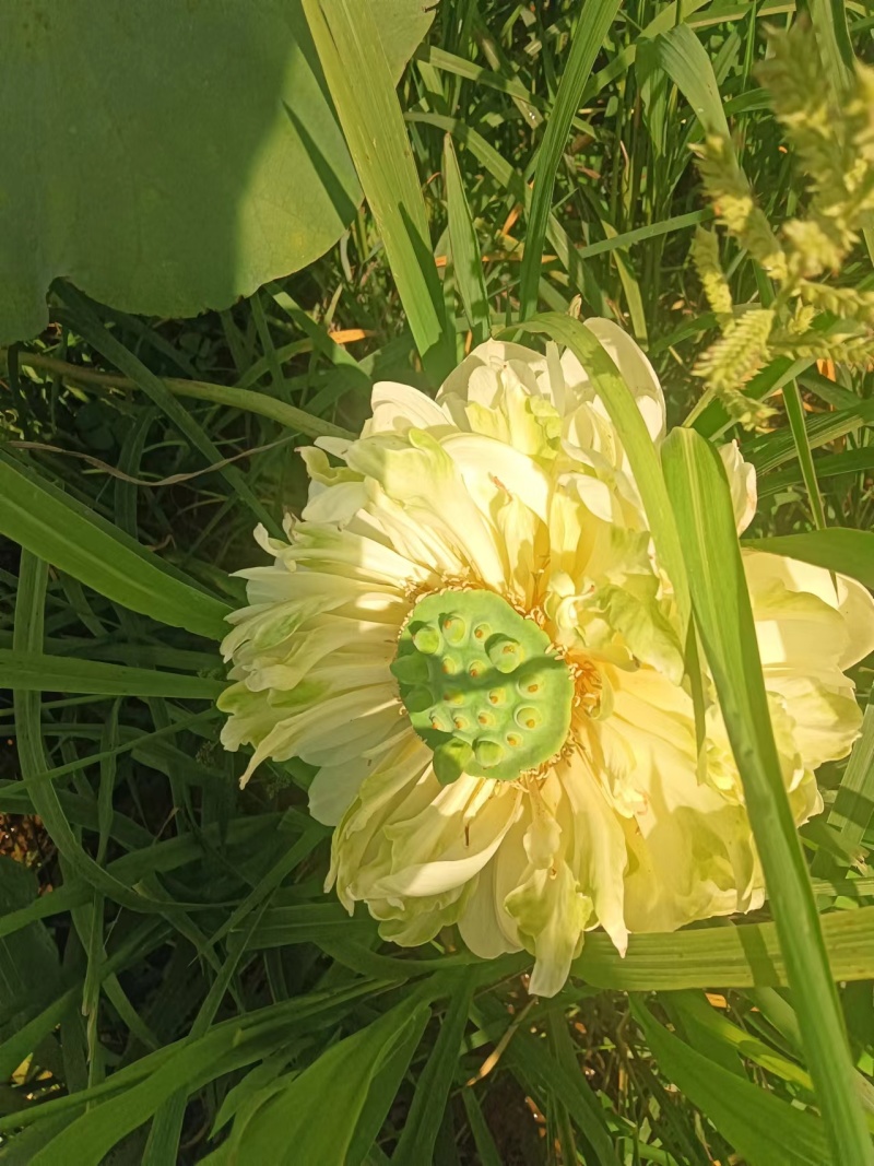 【观赏莲荷花重瓣花卉，随机发货，成活率高，不结莲蓬】