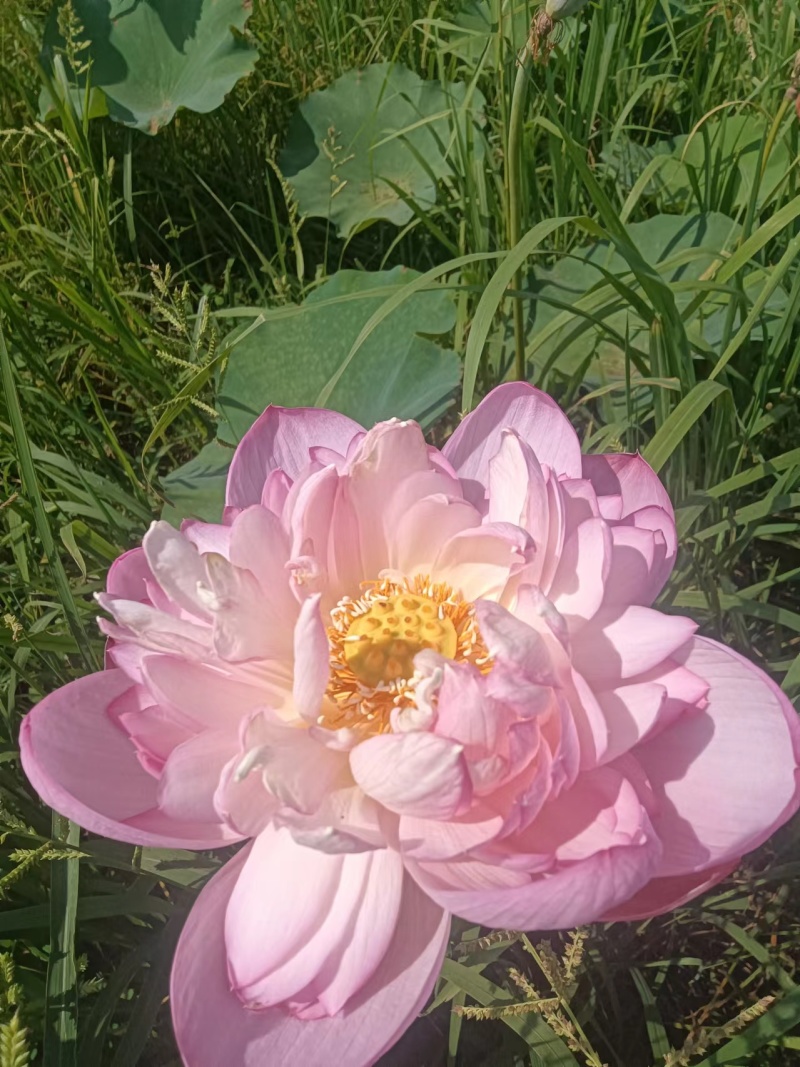 【观赏莲荷花重瓣花卉，随机发货，成活率高，不结莲蓬】