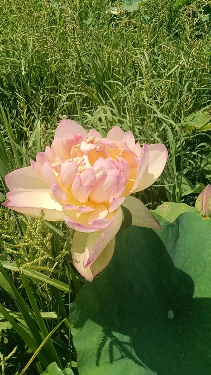 【观赏莲荷花重瓣花卉，随机发货，成活率高，不结莲蓬】