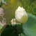 【观赏莲荷花重瓣花卉，随机发货，成活率高，不结莲蓬】