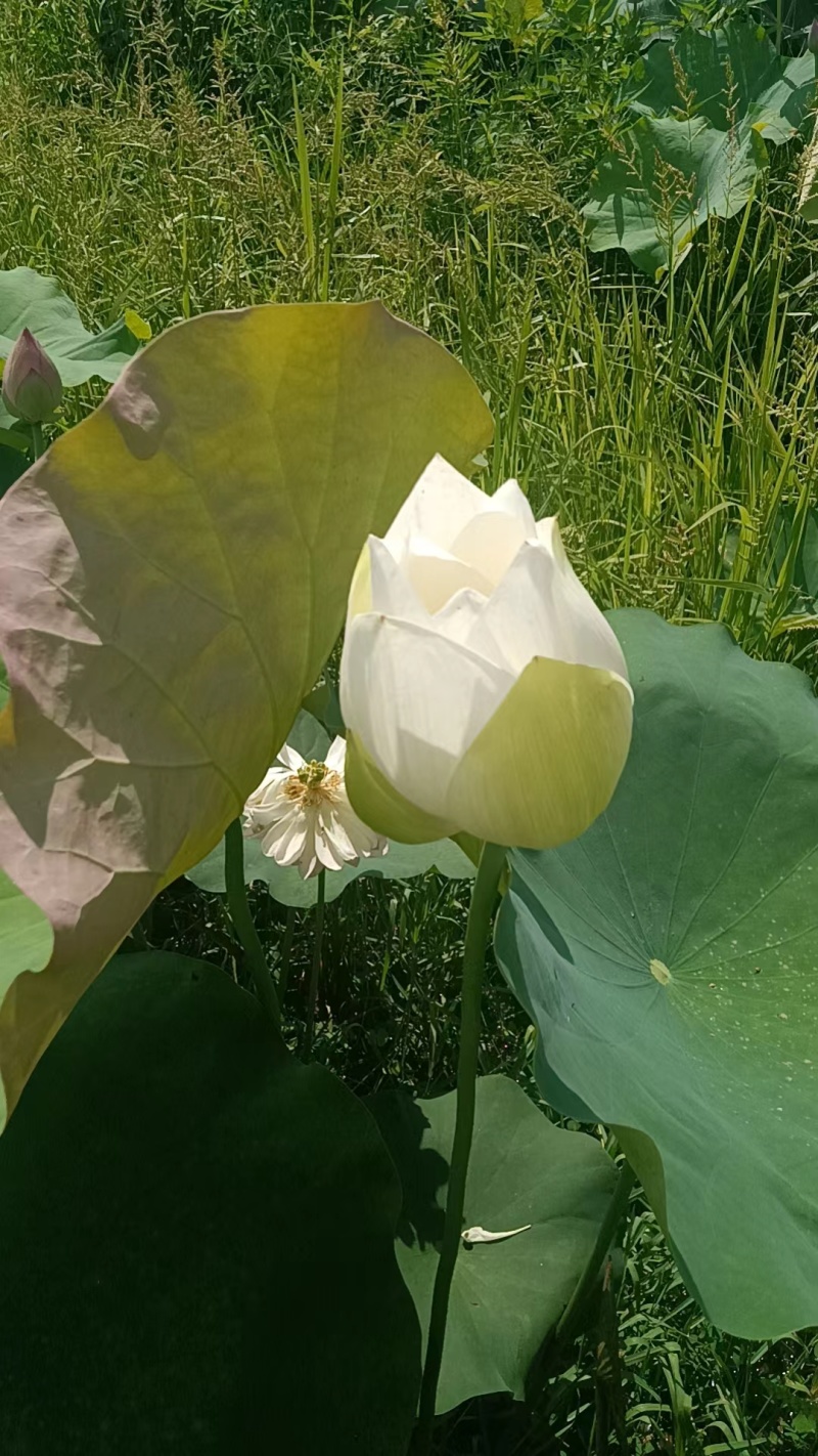 【观赏莲荷花重瓣花卉，随机发货，成活率高，不结莲蓬】