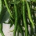 三号线椒，鲜辣椒基地直发量大从优欢迎来电咨询合作
