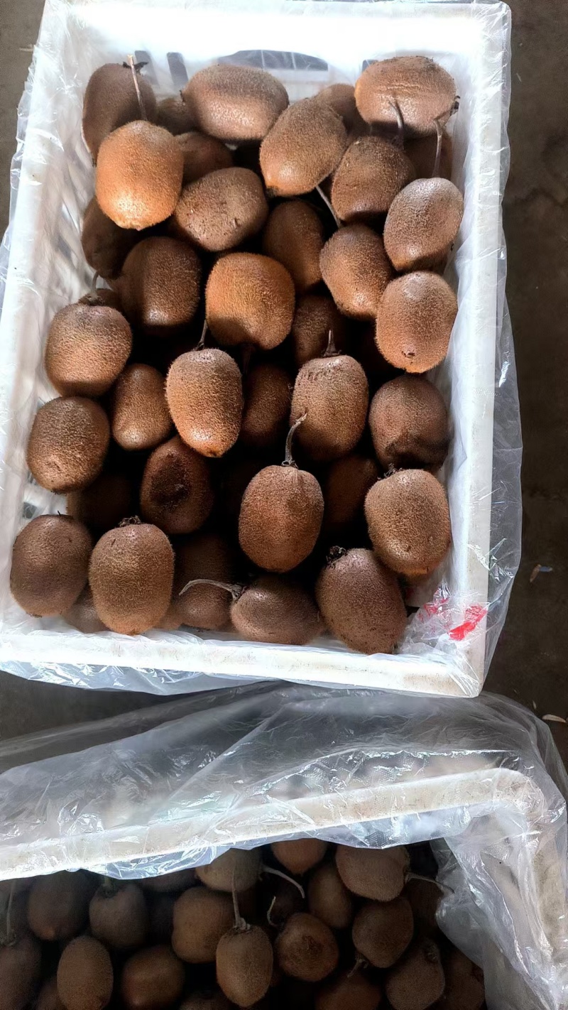 冷库徐香猕猴桃，70克起步，大到140-150克，产地货