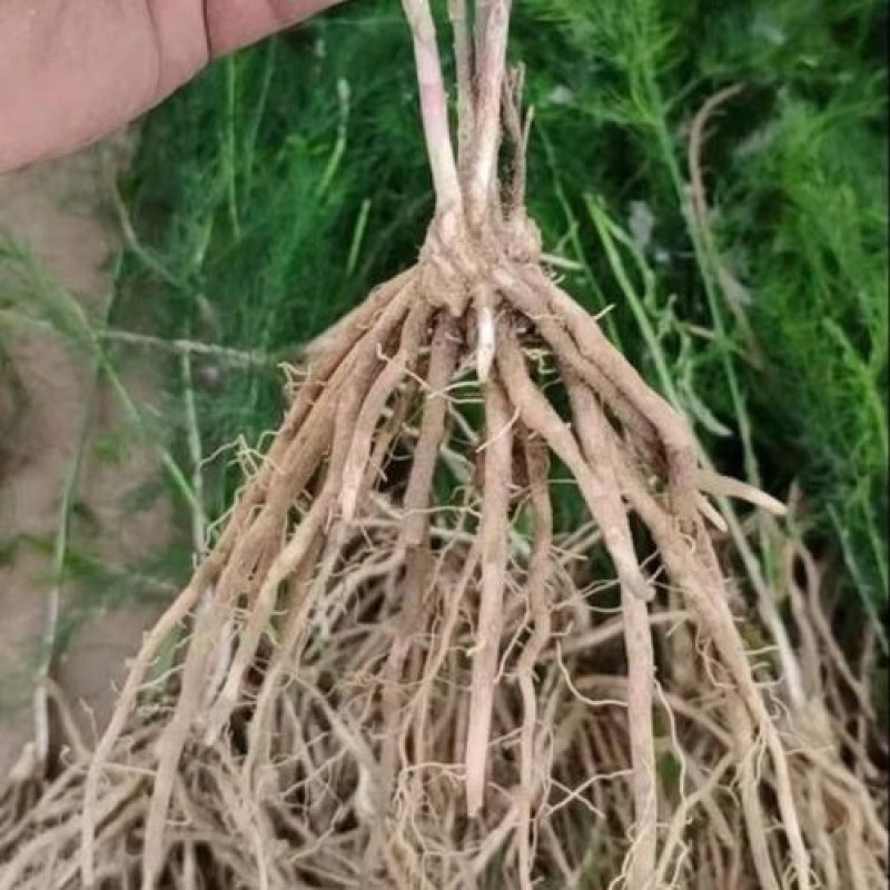 芦笋苗两年大苗根粗苗壮抗病性强成活高丰产稳产适宜四季栽培