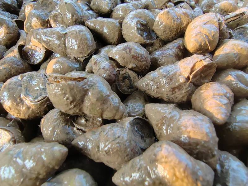 湖北螺狮货源充足，质量保证，规格齐全，量大从优