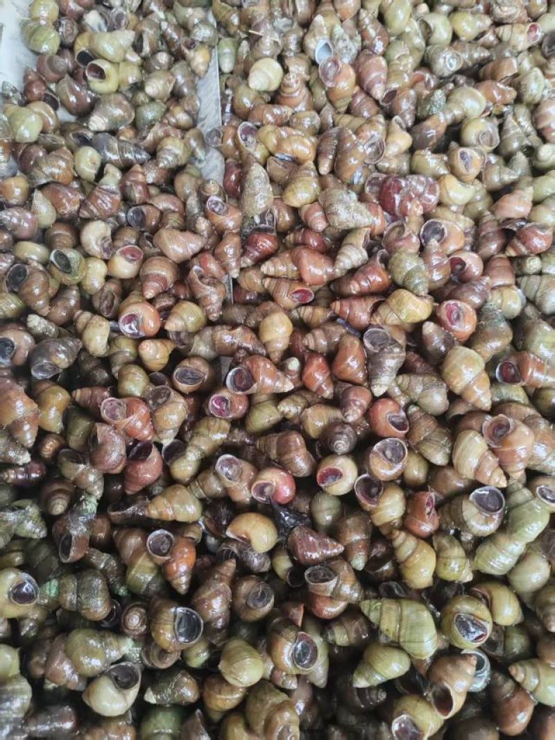 湖北螺狮货源充足，质量保证，规格齐全，量大从优