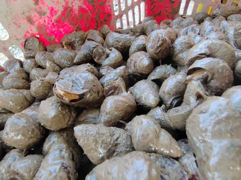 湖北螺狮货源充足，质量保证，规格齐全，量大从优