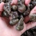 湖北螺狮货源充足，质量保证，规格齐全，量大从优
