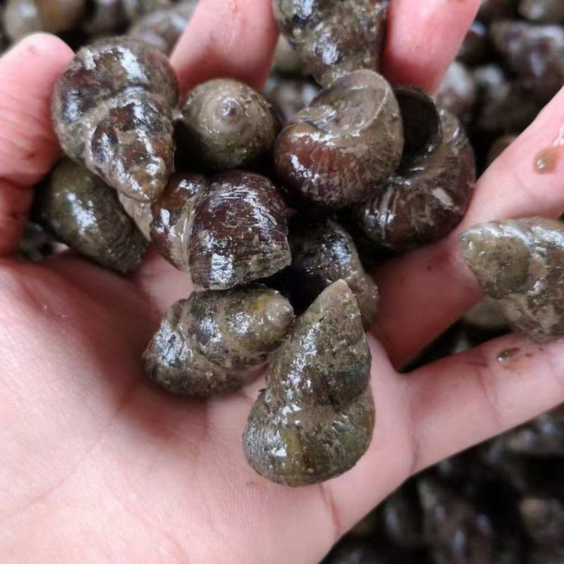 湖北螺狮货源充足，质量保证，规格齐全，量大从优