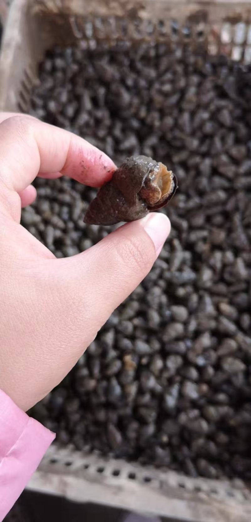 湖北螺狮货源充足，质量保证，规格齐全，量大从优