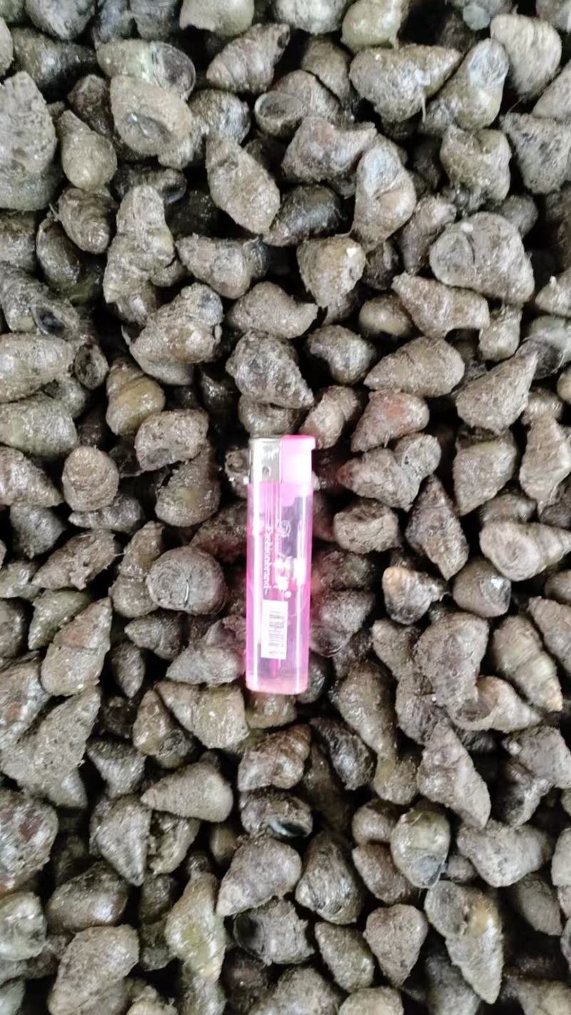 湖北螺狮货源充足，质量保证，规格齐全，量大从优