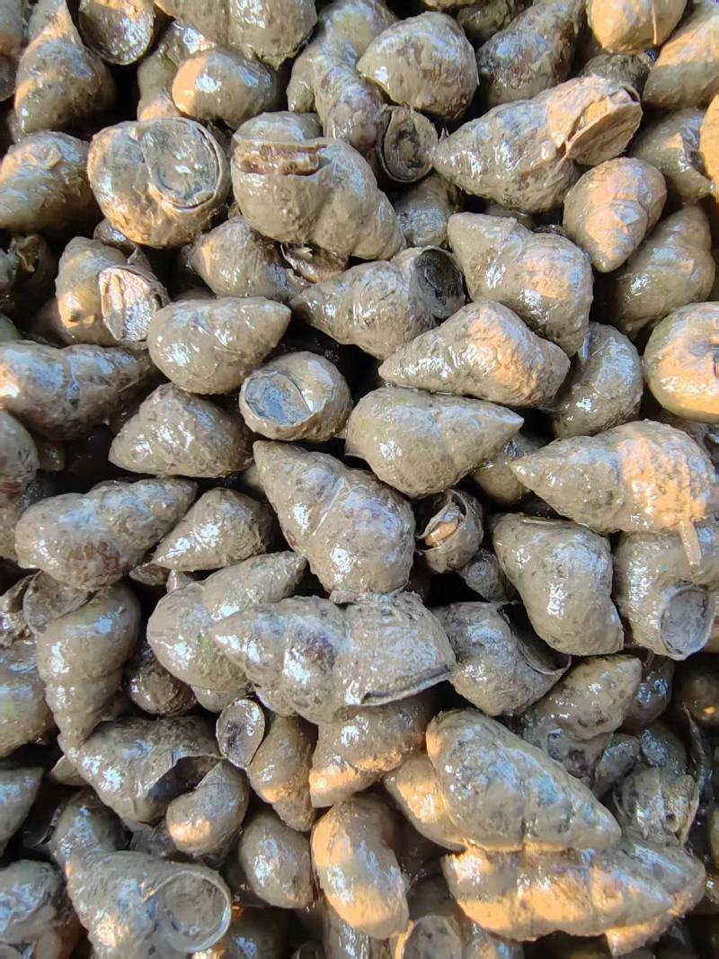 湖北螺狮货源充足，质量保证，规格齐全，量大从优
