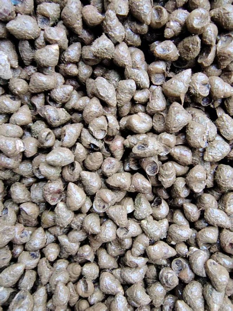 湖北螺狮货源充足，质量保证，规格齐全，量大从优