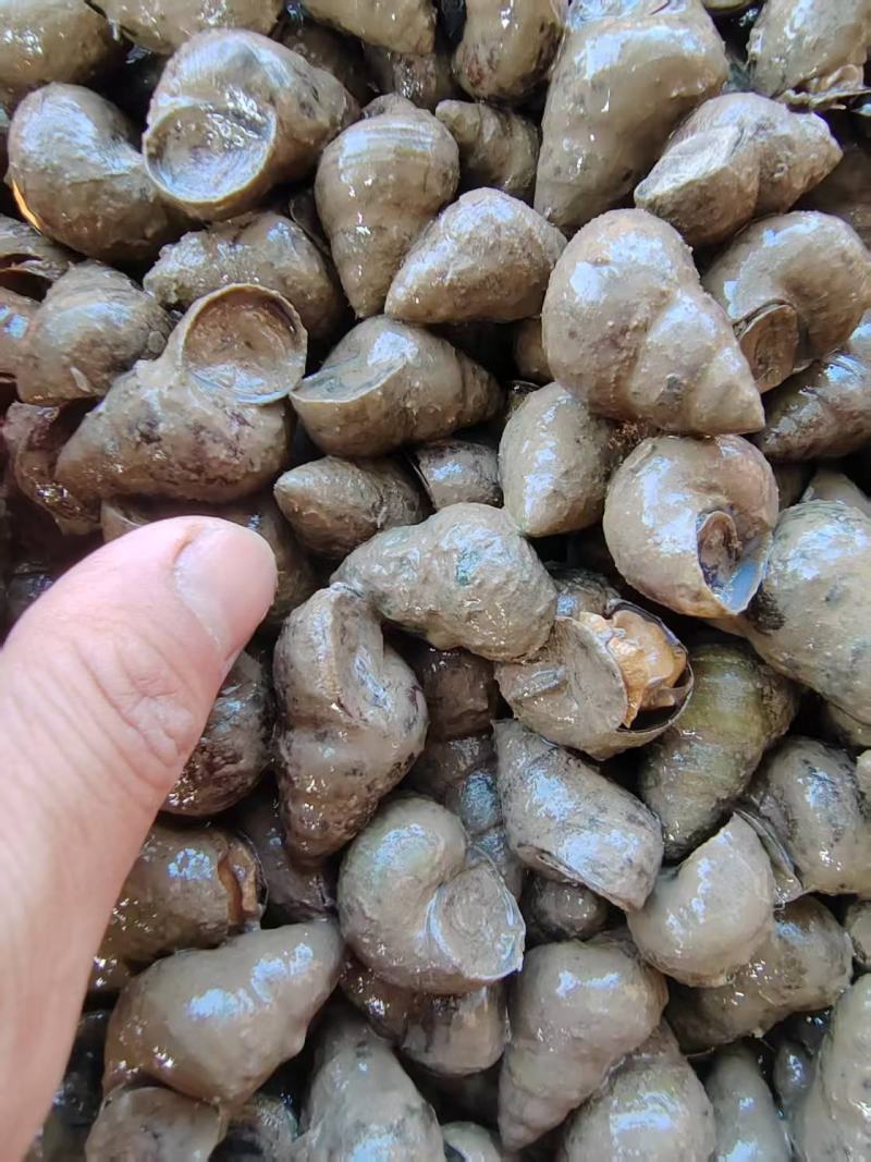 精品湖北螺蛳大量供应，货源充足，量大从优，新鲜发货。