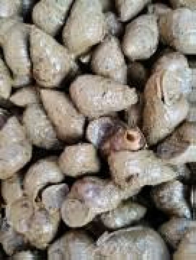 精品湖北螺蛳大量供应，货源充足，量大从优，新鲜发货。