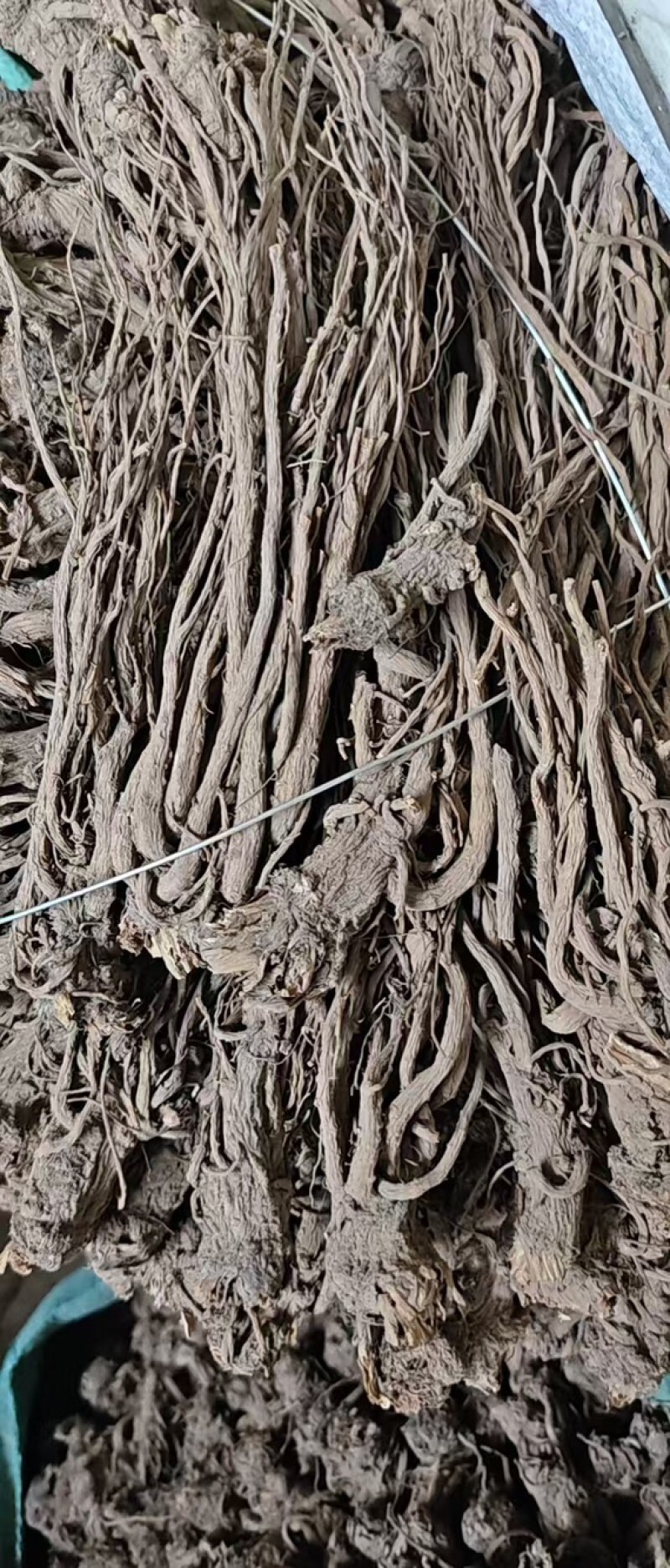 当归，自家种植，一手货源，欢迎各位老板咨询采购