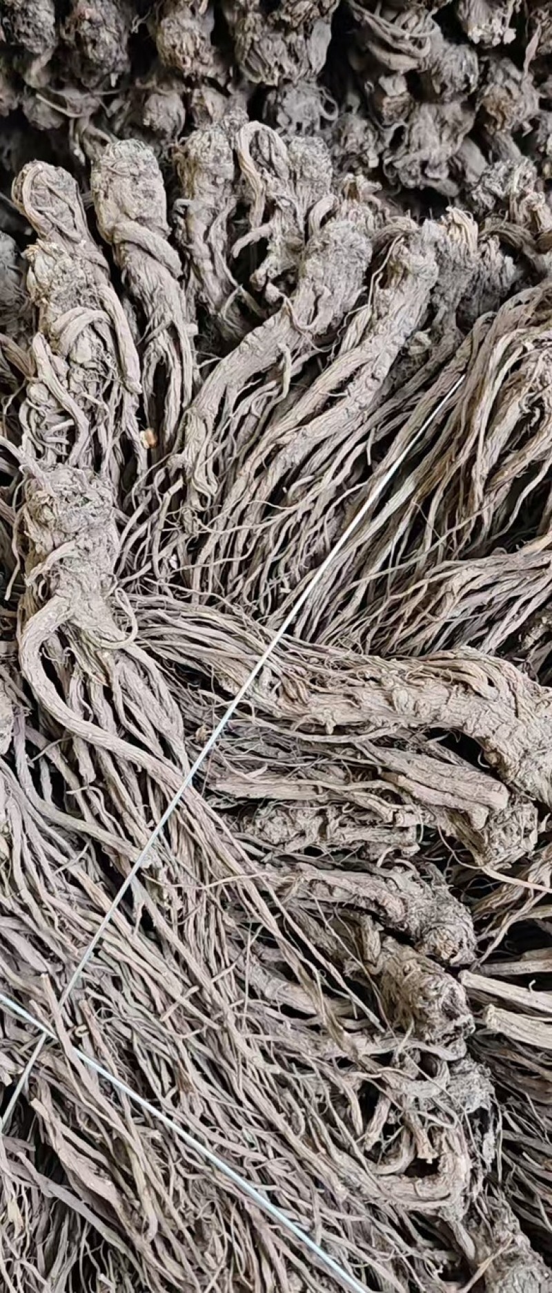 当归，自家种植，一手货源，欢迎各位老板咨询采购