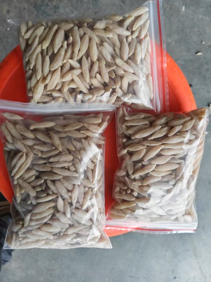 精品涪城麦冬价格美丽量大从优基地直发对接全国诚信合作