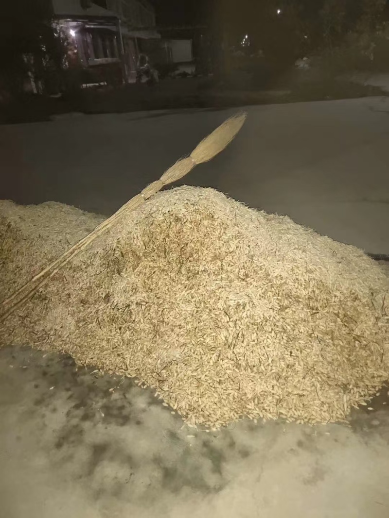 精品涪城麦冬价格美丽量大从优基地直发对接全国诚信合作