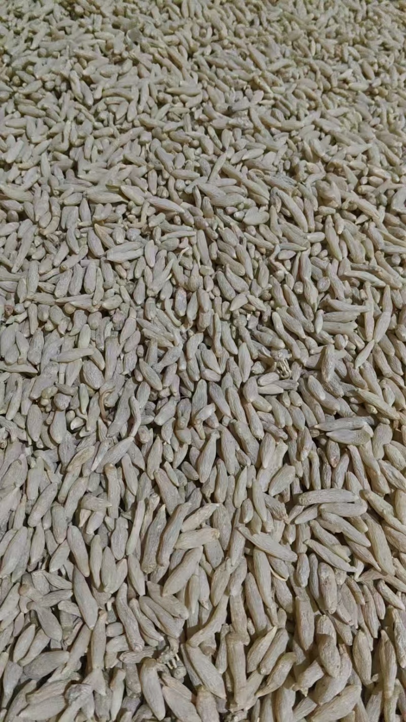精品涪城麦冬价格美丽量大从优基地直发对接全国诚信合作