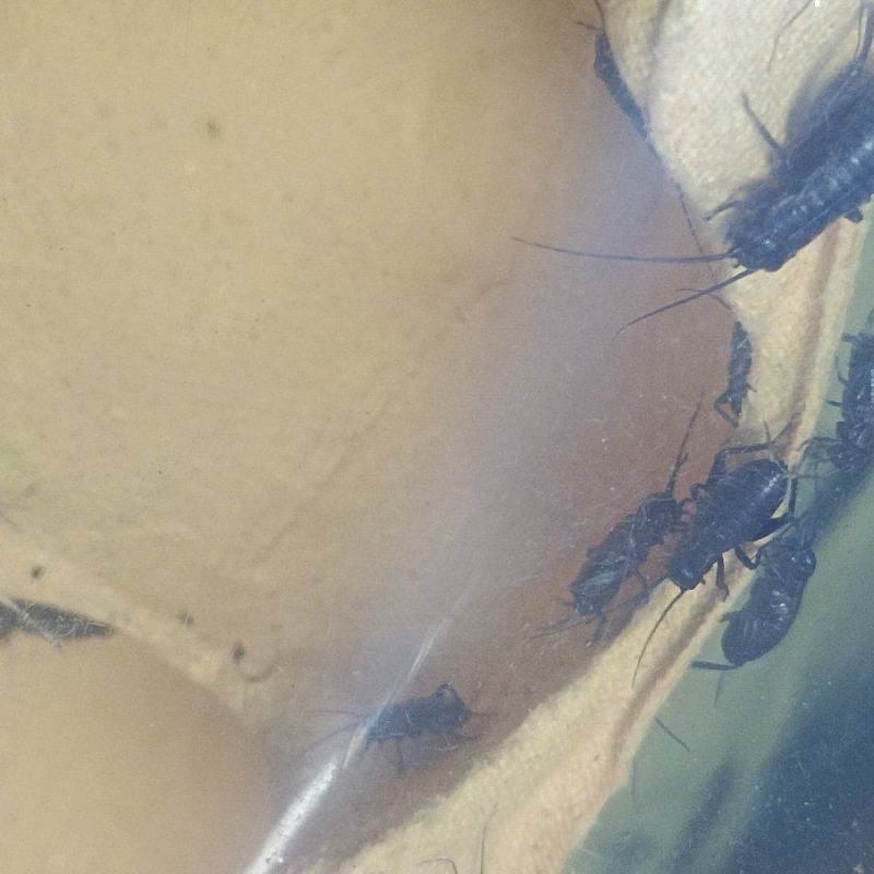 成虫蟋蟀